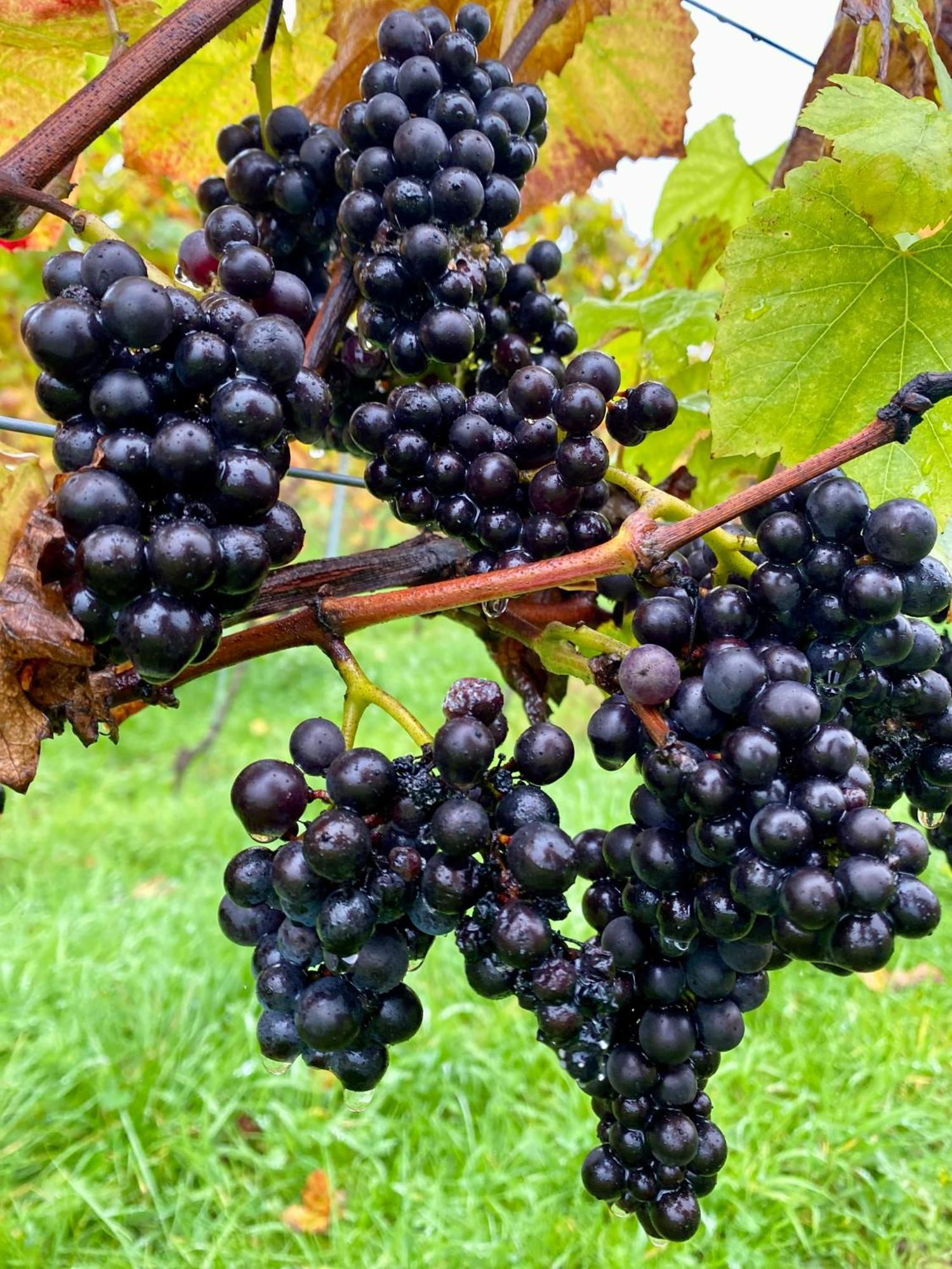 فيلا Potts Farm تنتردن المظهر الخارجي الصورة